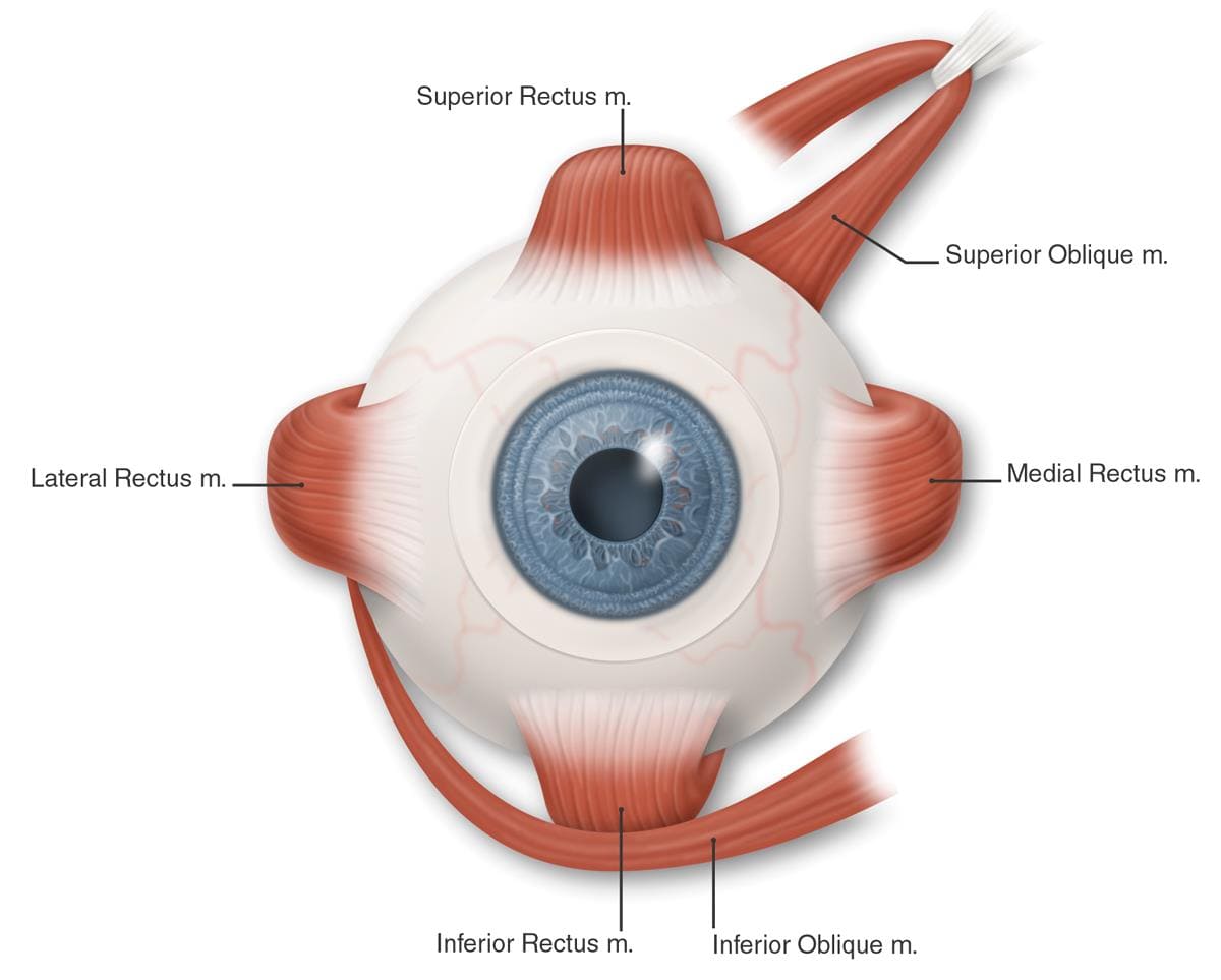 Eye Muscles