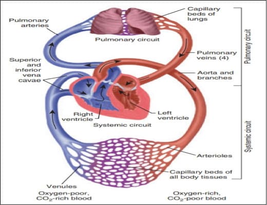 Lung Pain | Hill Regional Hospital